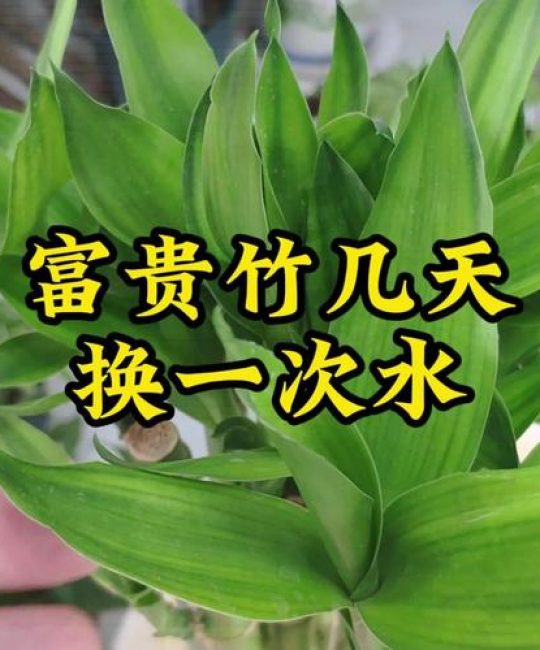 富贵竹水培多久换一次水？四季养护与生根全攻略
