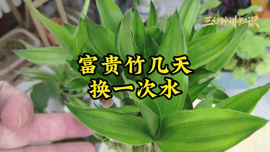 富贵竹水培多久换一次水?四季养护与生根全攻略 富贵竹水培多久换一次水?四季养护与生根全攻略