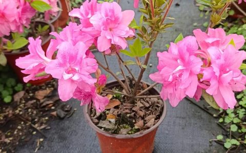 杜鹃花一年开几次花？花期在哪个季节？最佳观赏期怎么养？