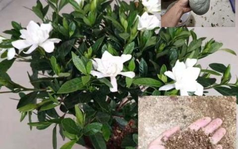 栀子花用什么土最好？专业配土指南与养护要点
