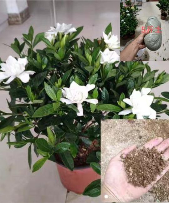 栀子花用什么土最好？专业配土指南与养护要点