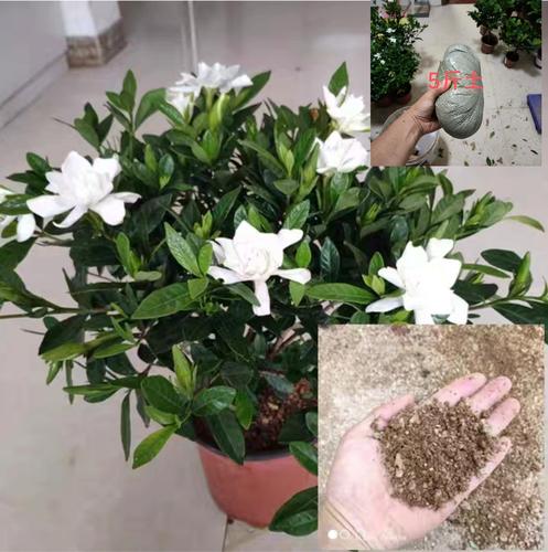 栀子花用什么土最好?专业配土指南与养护要点 栀子花用什么土最好?专业配土指南与养护要点