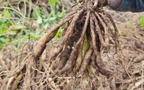 药草种植哪几种最赚钱？2026年高收益中草药种植技术指南