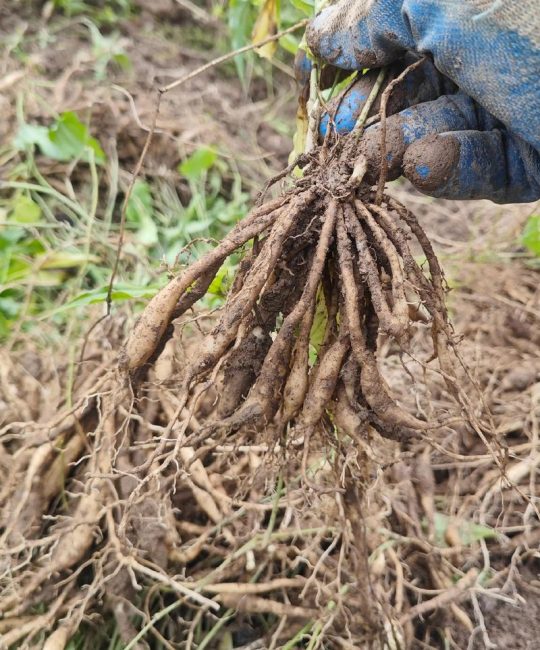 药草种植哪几种最赚钱？2026年高收益中草药种植技术指南