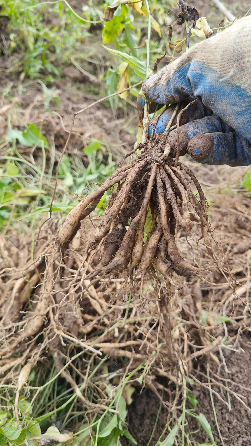 药草种植哪几种最赚钱?2026年高收益中草药种植技术指南 药草种植哪几种最赚钱?2026年高收益中草药种植技术指南