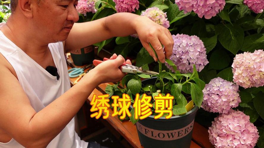太阳神殿绣球花后修剪指南:从剪到养,全流程详解 二、施肥:修剪后及时补肥,为来年花芽储备能量
