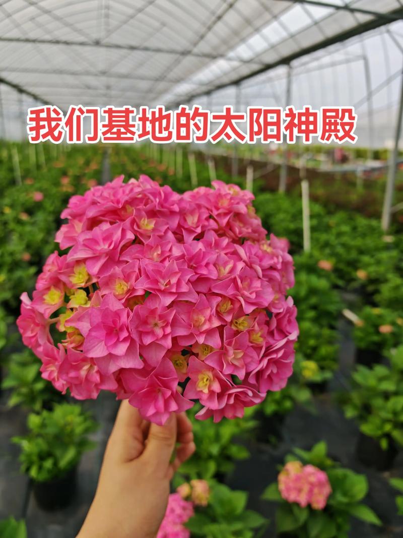 太阳神殿绣球花后修剪指南:从剪到养,全流程详解 三、光照:花后需要柔和光照,避免暴晒灼伤