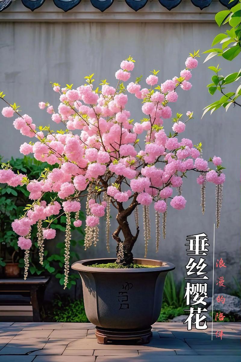 樱花树苗怎么种?超详细种植指南,从选时到成活一步到位 土壤环境