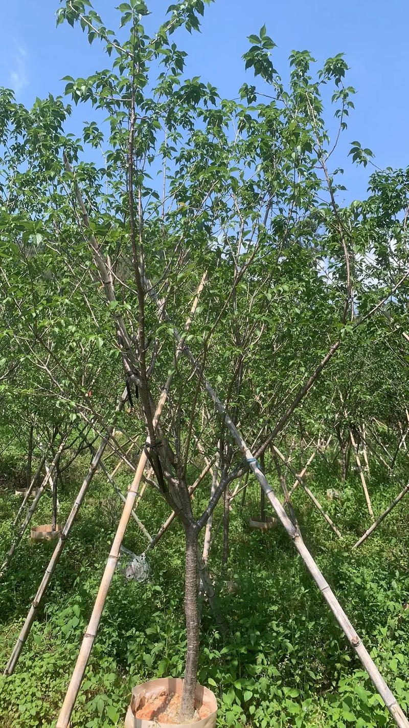 樱花树苗怎么种?超详细种植指南,从选时到成活一步到位 浇定根水