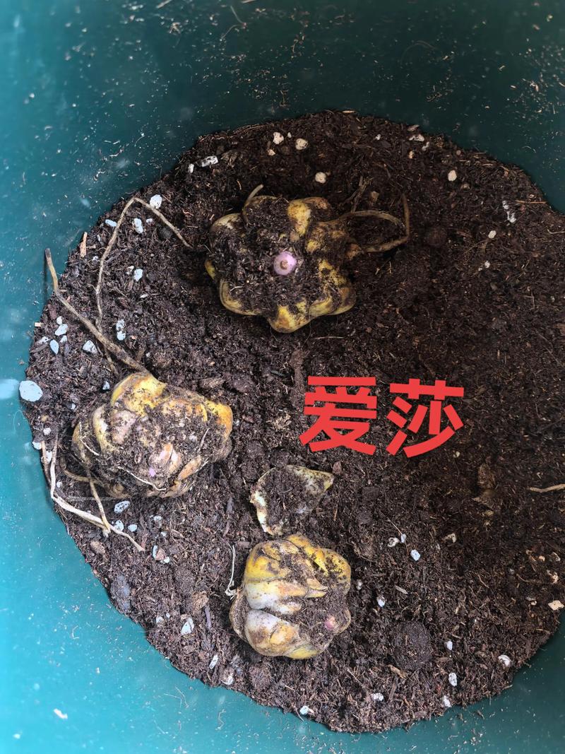 一、适宜时间：选对季节，成活率过半