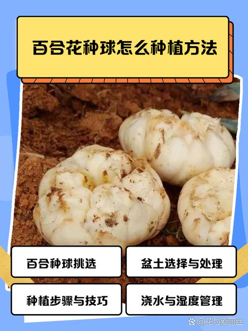六、缓苗管理：生根期的保护罩