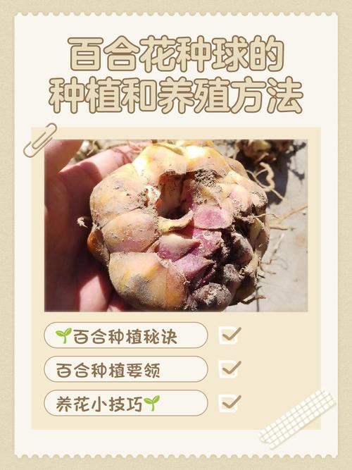 七、成活注意事项：避开这几个坑