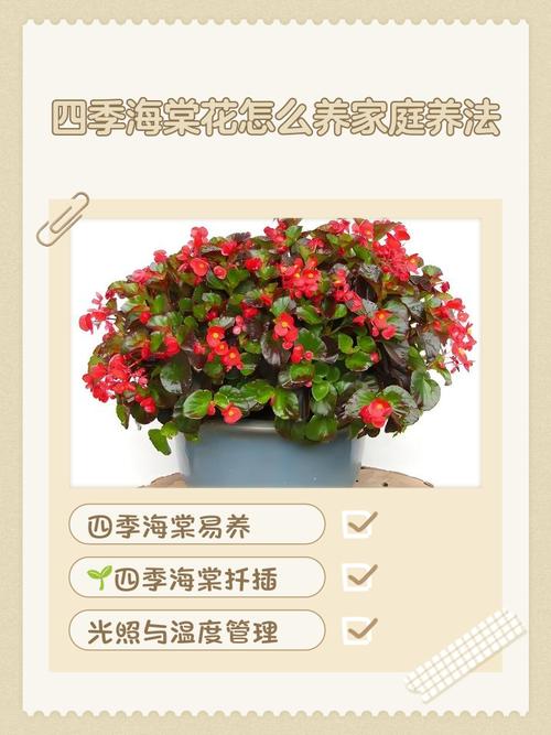 家里种海棠好吗?科学养护指南 盆栽与地栽选择决策