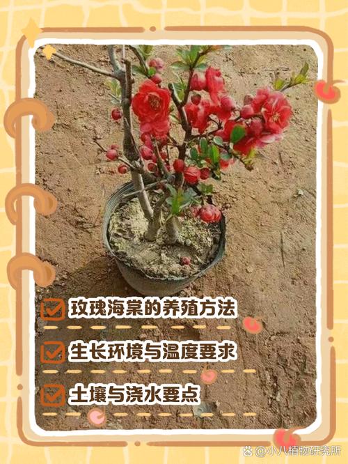 家里种海棠好吗?科学养护指南 常见误区与纠正