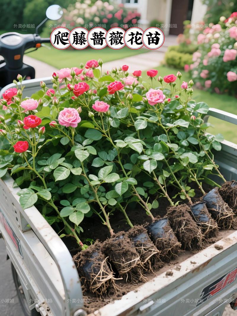 东北能栽蔷薇花吗?耐寒品种选择与越冬实操指南 盆栽/地栽选择决策(3个判断依据)