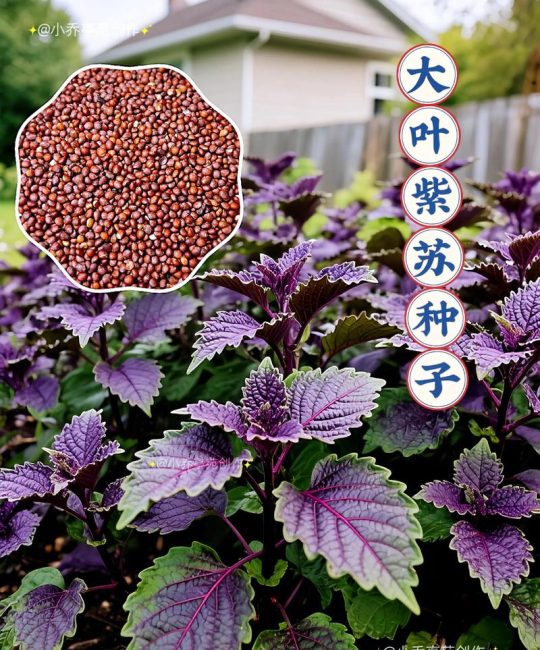 紫苏的种植方法和时间：从选种到收获的完整指南