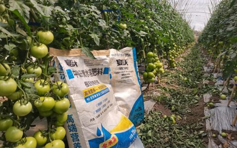 西红柿追肥用什么肥料？家庭种植全攻略