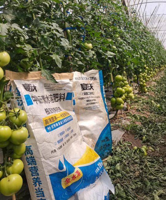 西红柿追肥用什么肥料？家庭种植全攻略