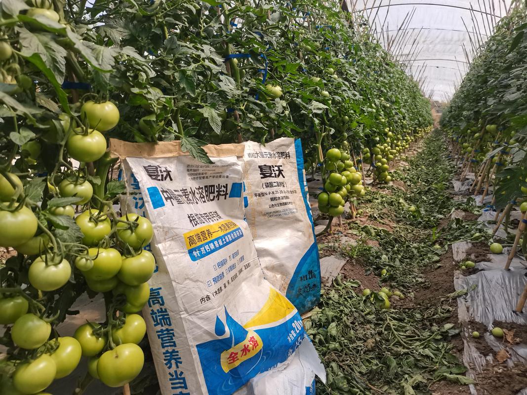 西红柿追肥用什么肥料?家庭种植全攻略 西红柿追肥用什么肥料?家庭种植全攻略