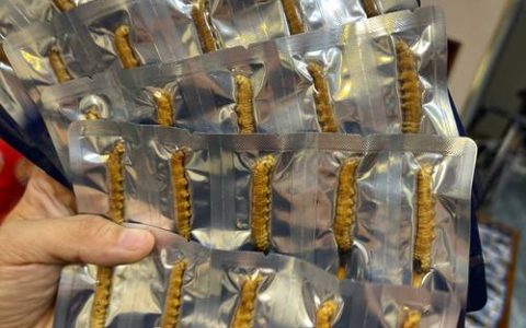 一克虫草有多少根？从园艺视角看冬虫夏草的“数量”与价值