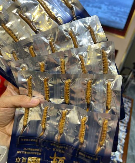一克虫草有多少根？从园艺视角看冬虫夏草的“数量”与价值