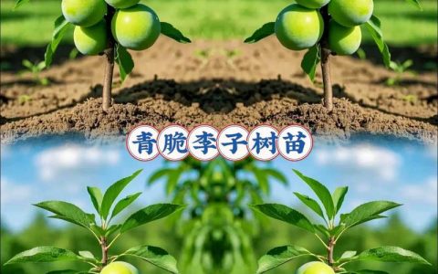 青脆李树苗多少钱一棵？2024年最新价格参考与五大影响因素全解析