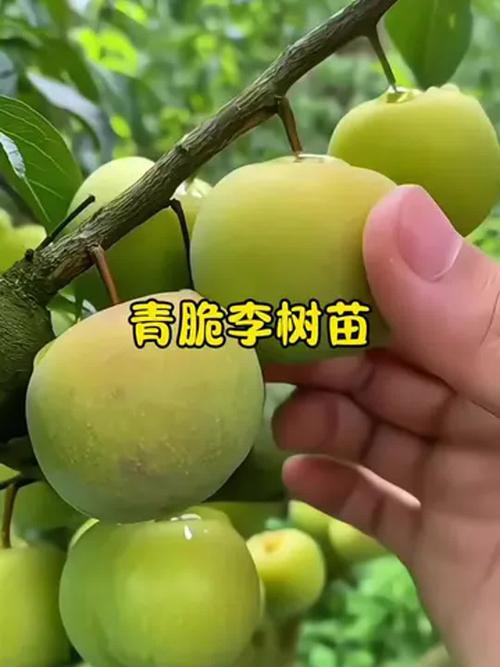 青脆李树苗多少钱一棵?2024年最新价格参考与五大影响因素全解析 产地影响价格:主产区与非主产区的差异