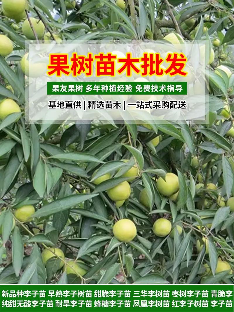 青脆李树苗多少钱一棵?2024年最新价格参考与五大影响因素全解析 运输方式:裸根与带土球的成本差异