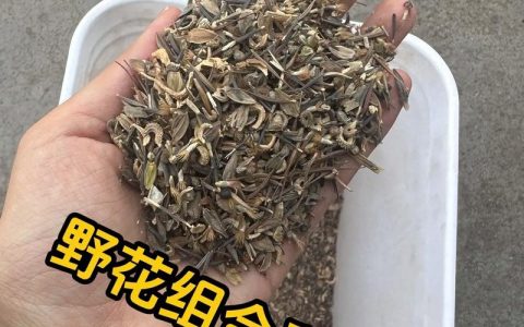 野花组合种子怎么种？一文看懂从播种到开花的全套操作流程