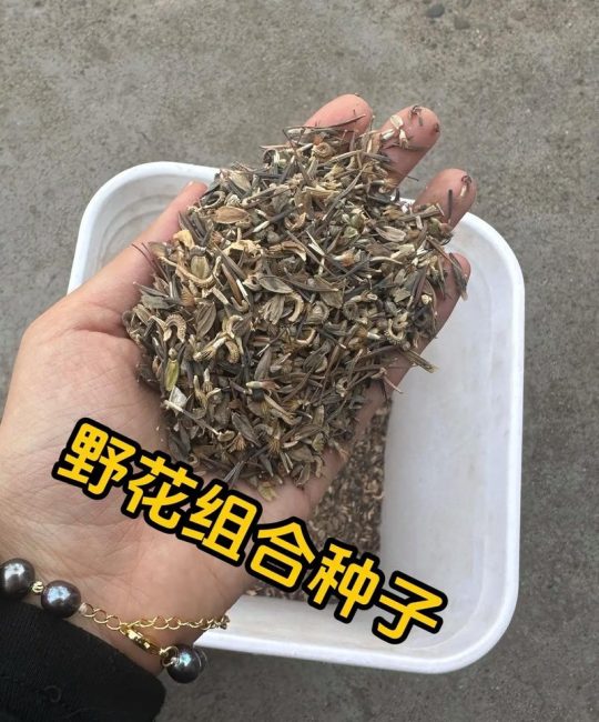 野花组合种子怎么种？一文看懂从播种到开花的全套操作流程
