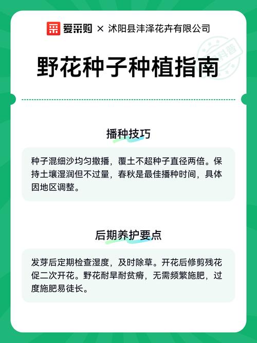 野花组合种子怎么种?一文看懂从播种到开花的全套操作流程 五、播后浇水管理