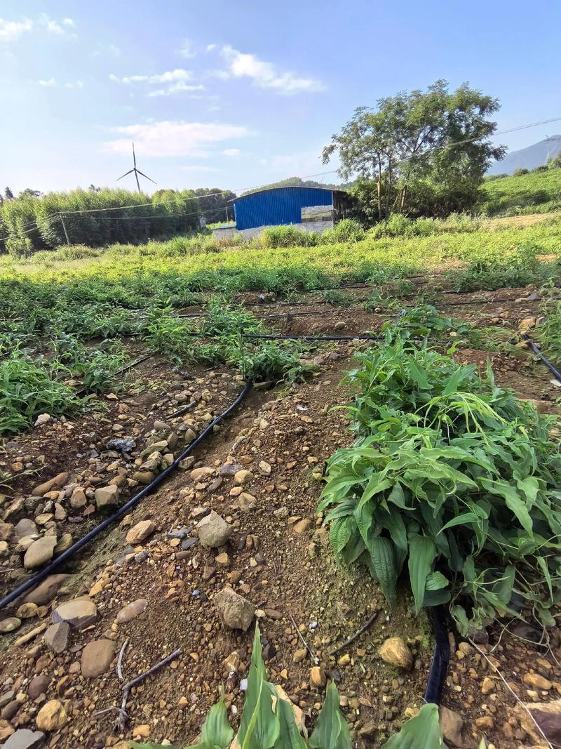 育苗与播种技术