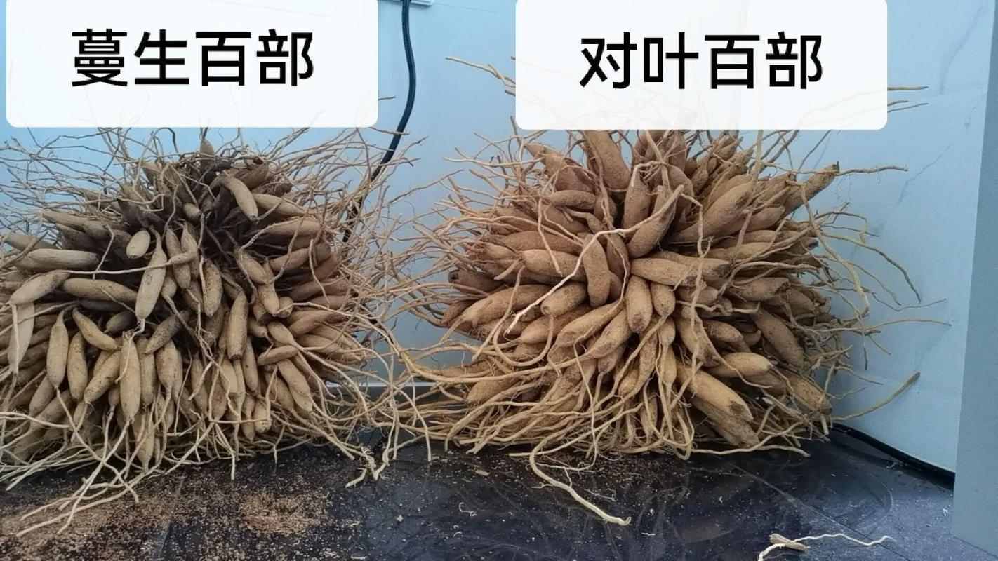 繁殖与采收注意