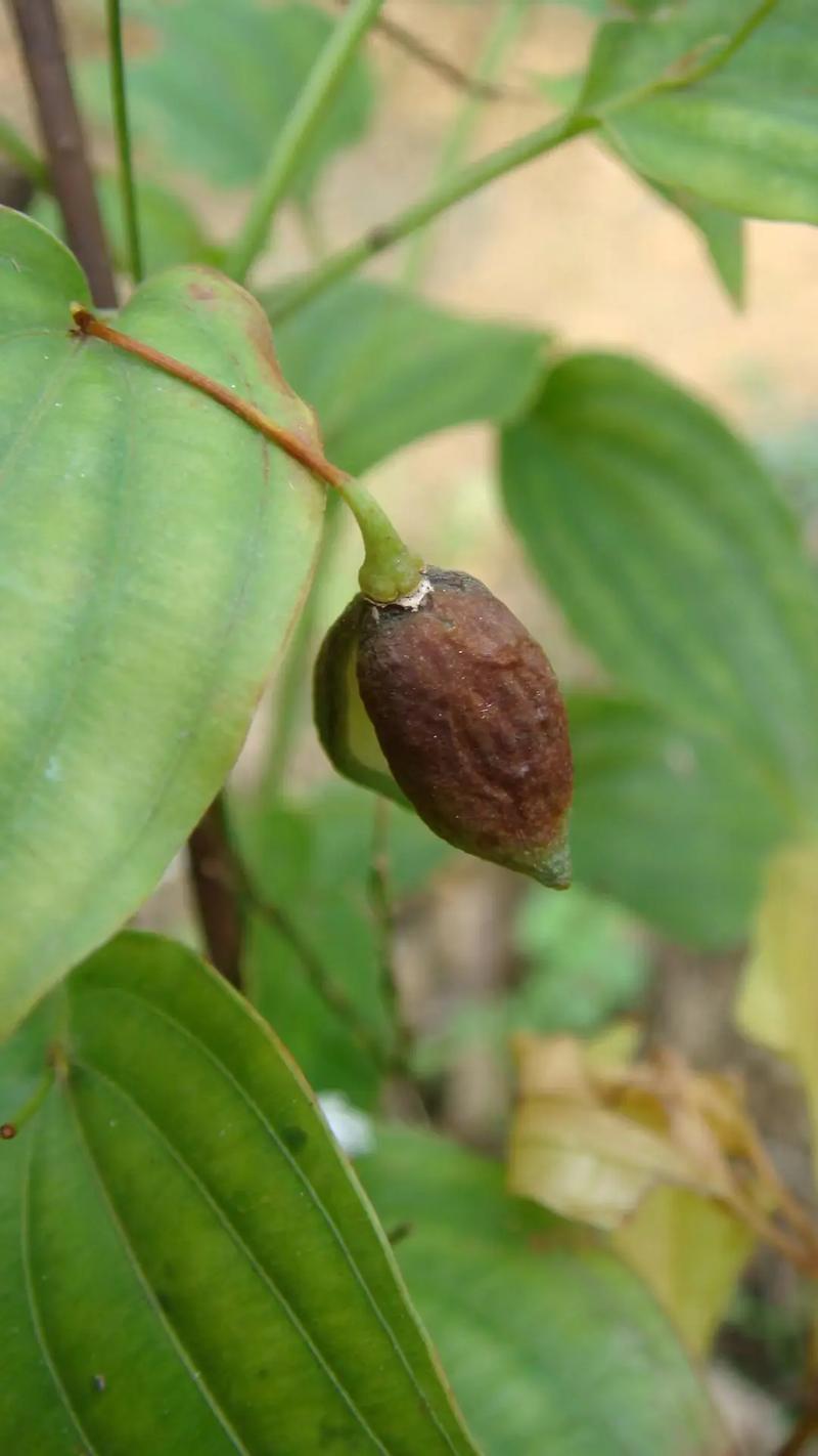 移栽定植与田间管理
