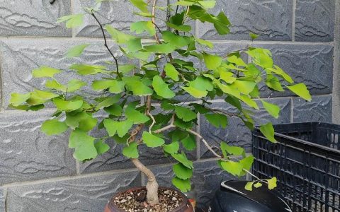 银杏树盆景在家养好不好？掌握这6个养护要点，轻松养出苍劲古雅