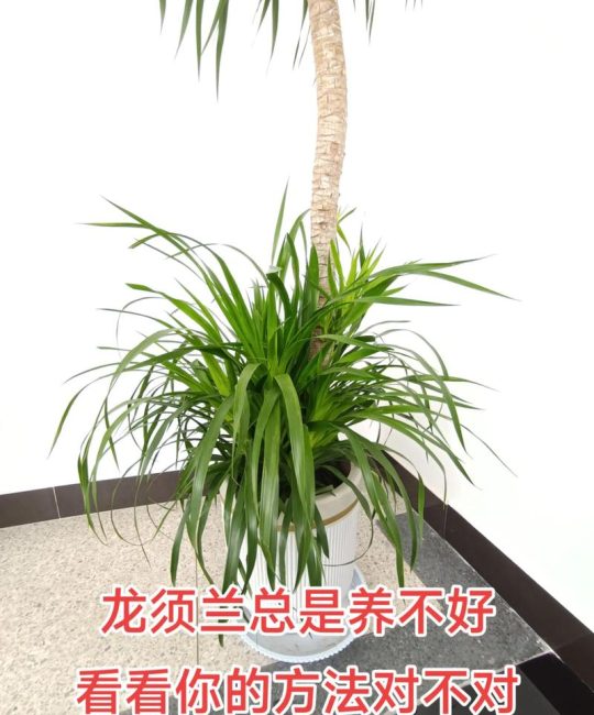 龙血树多少钱一棵？2025年最新价格参考与影响因素全解析