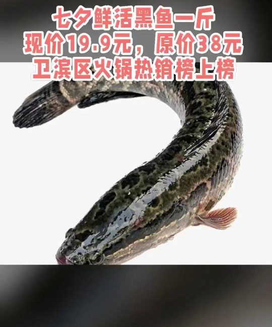 黑鱼苗多少钱一斤？2025年价格参考与5大影响因素分析