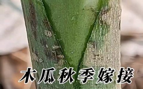 木瓜可以嫁接吗？——番木瓜嫁接全流程技术解析与品种差异化方案