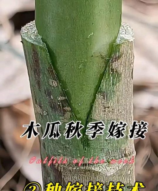 木瓜可以嫁接吗？——番木瓜嫁接全流程技术解析与品种差异化方案