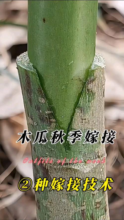 一、品种鉴定与繁殖方式筛选