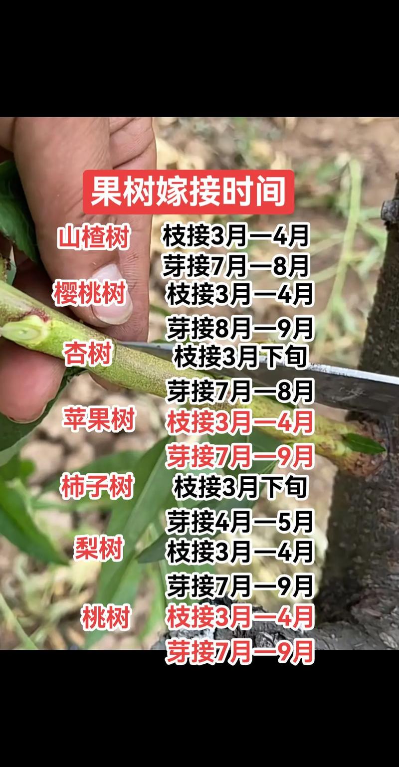 五、幼苗管理指南与移栽决策