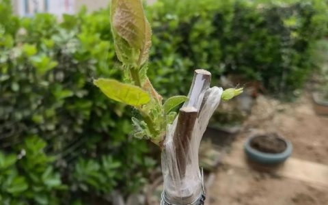 杏树嫁接最佳时间与劈接技术详解
