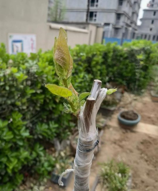 杏树嫁接最佳时间与劈接技术详解