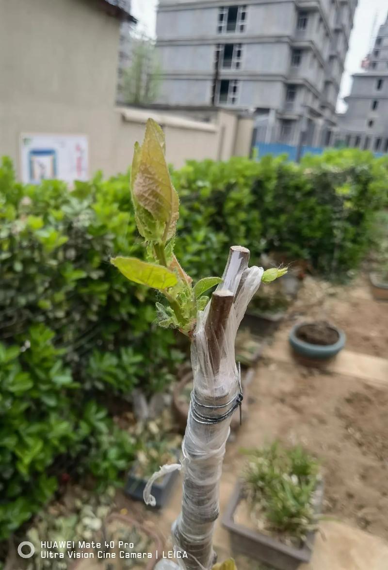 杏树嫁接最佳时间与劈接技术详解 杏树嫁接最佳时间与劈接技术详解