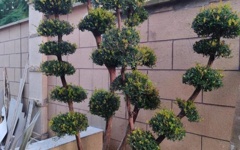 院子里种什么树最旺宅？科学选树指南与风水寓意解析