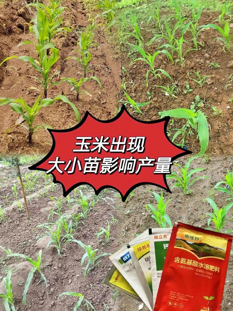 玉米苗小用什么叶面肥?选对配方,促根壮苗不旺长 二、氨基酸叶面肥:修复弱苗,缓解药害