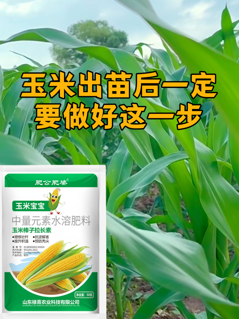 玉米苗小用什么叶面肥?选对配方,促根壮苗不旺长 六、一句话总结