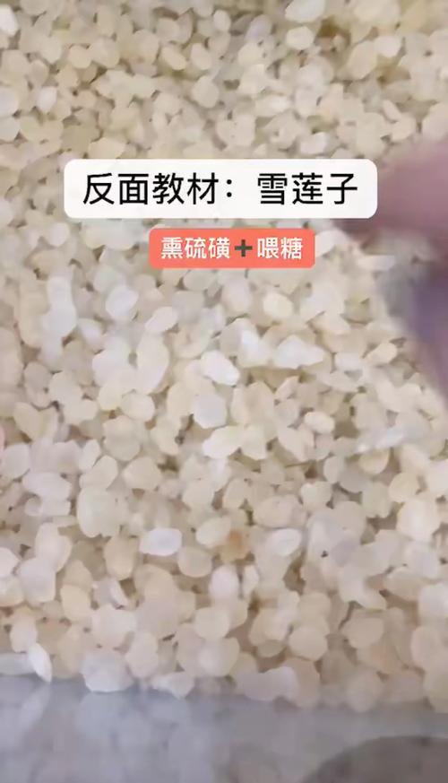雪莲子是皂角米吗？深度解析两者的区别与联系