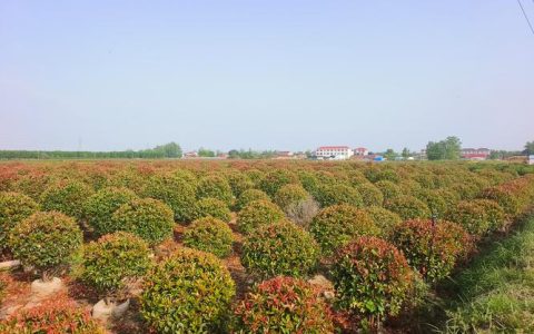 红叶石楠球苗采购指南：如何评估供应渠道与质量验收标准
