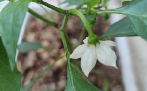辣椒开花坐果期如何施肥？科学追肥与养护全攻略
